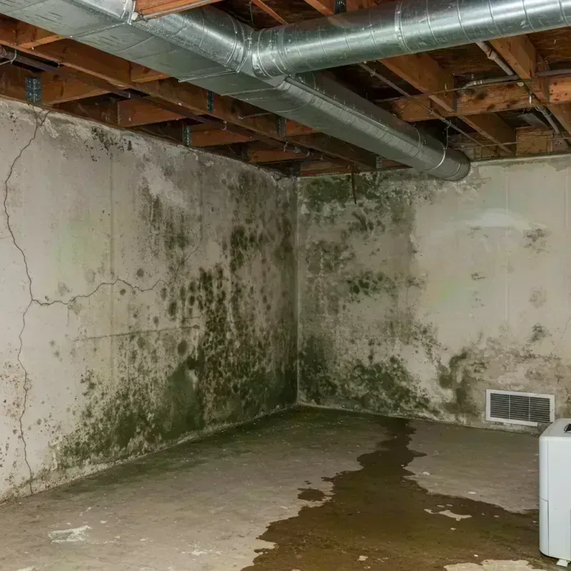 Professional Mold Removal in Leake County, MS